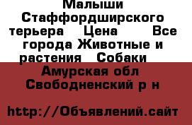 Малыши Стаффордширского терьера  › Цена ­ 1 - Все города Животные и растения » Собаки   . Амурская обл.,Свободненский р-н